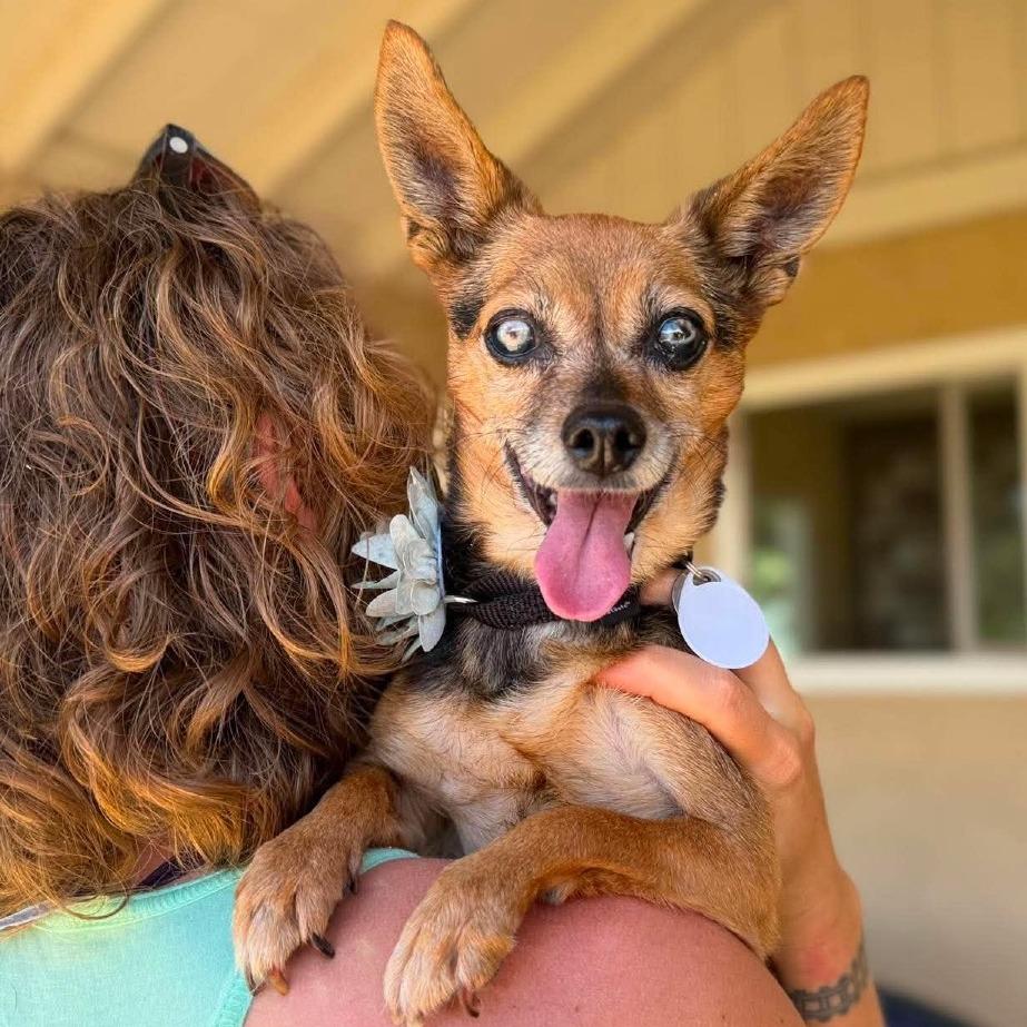 Enlarge Betsy Ross, a Adoptable Chihuahua in Ramona, CA image 4/5