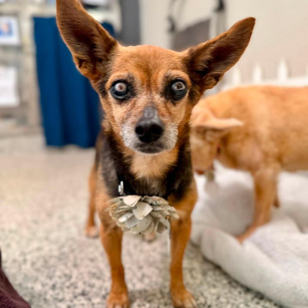 Enlarge Betsy Ross, a Adoptable Chihuahua in Ramona, CA image 5/5