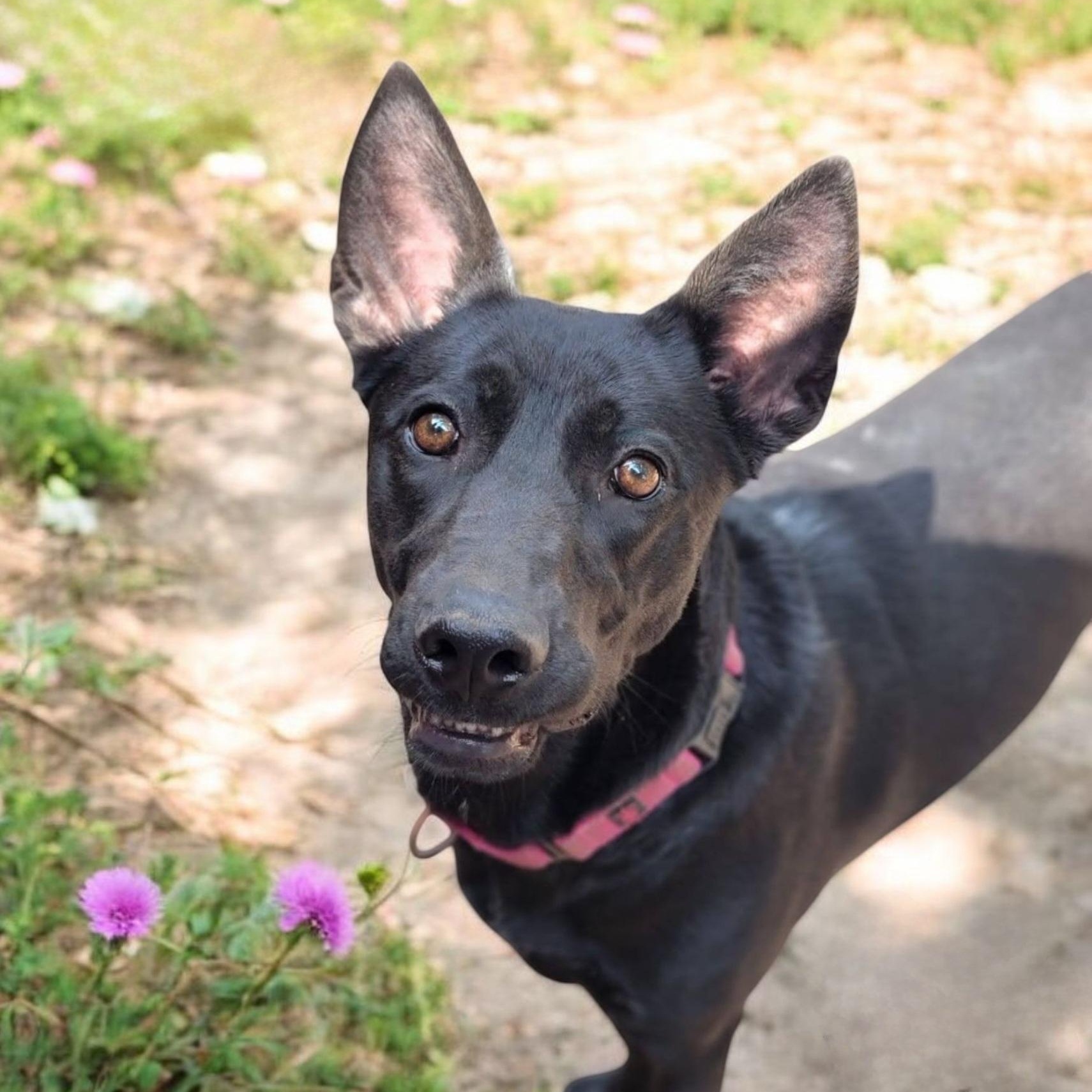 Dot, Adoptable, Adult Female Belgian Shepherd / Malinois.