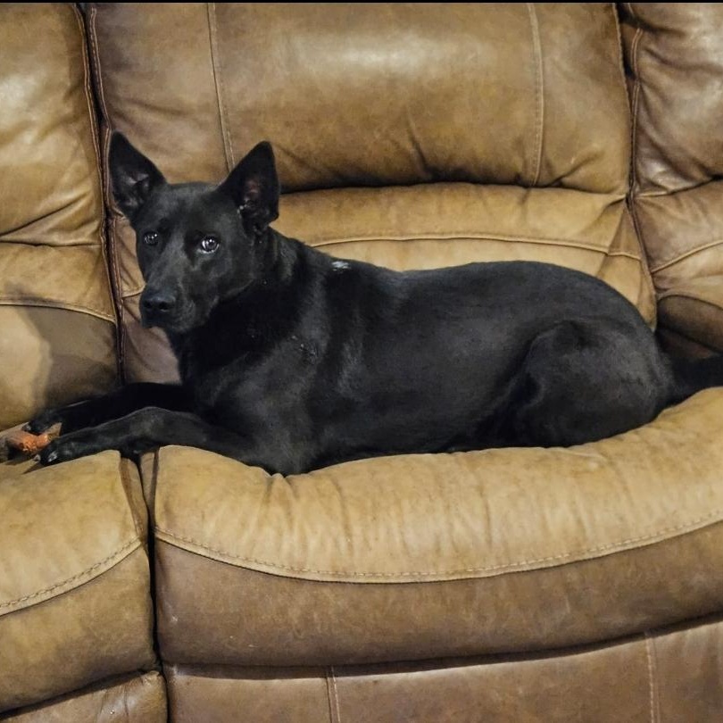 Dot, a Adoptable mixed breed in Houston, TX image 2/6