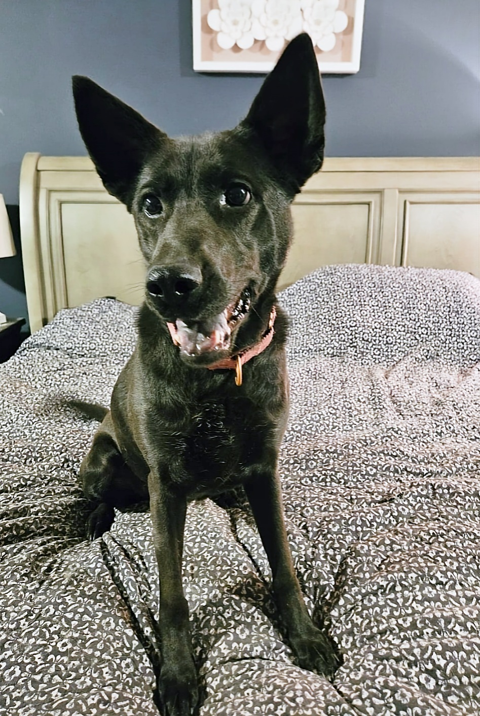 Dot, a Adoptable mixed breed in Houston, TX image 5/6