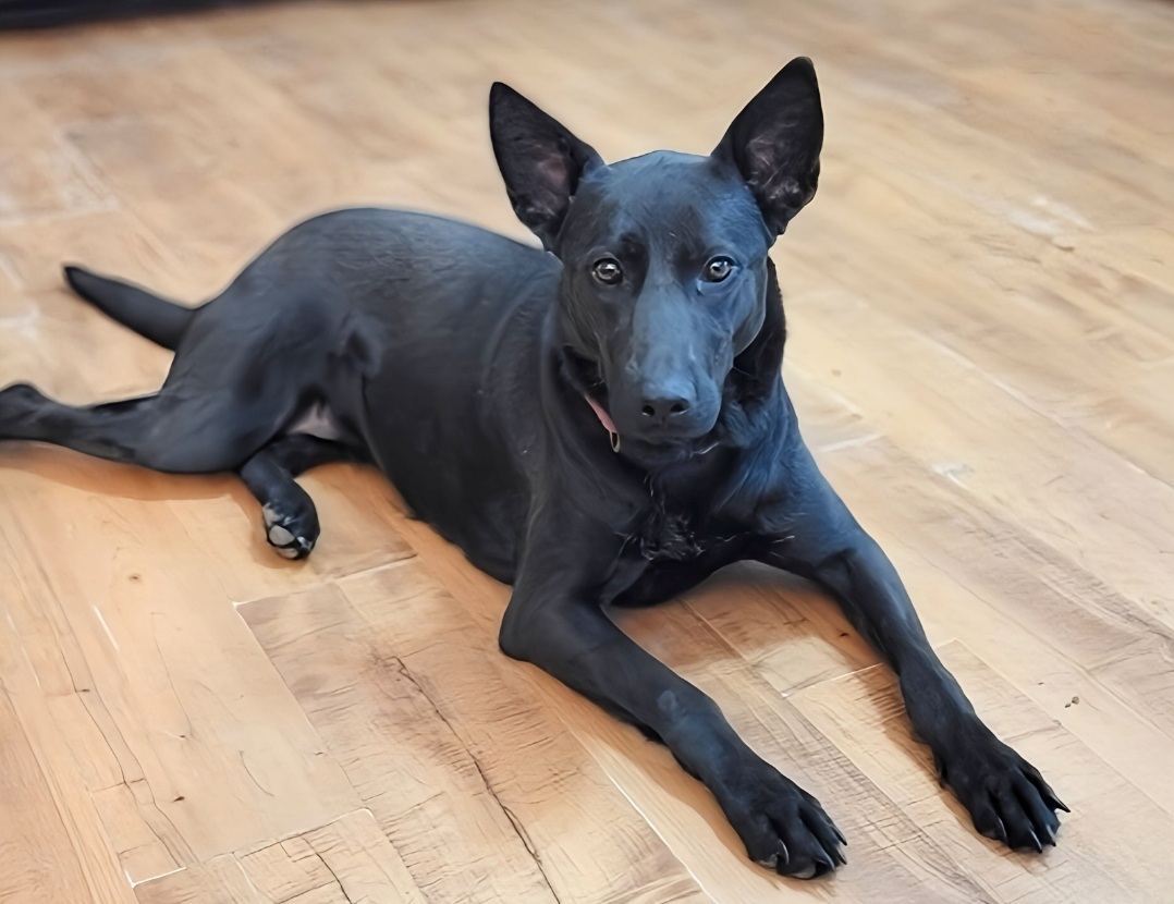 Dot, a Adoptable mixed breed in Houston, TX image 6/6