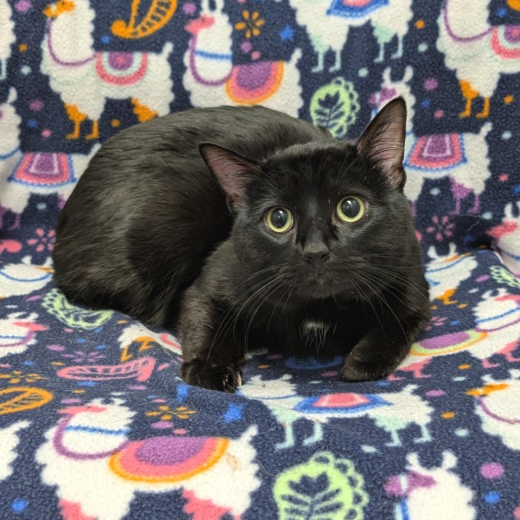 Enlarge Lemon Lime, a Adoptable Domestic Short Hair in Brookfield, WI image 1/1