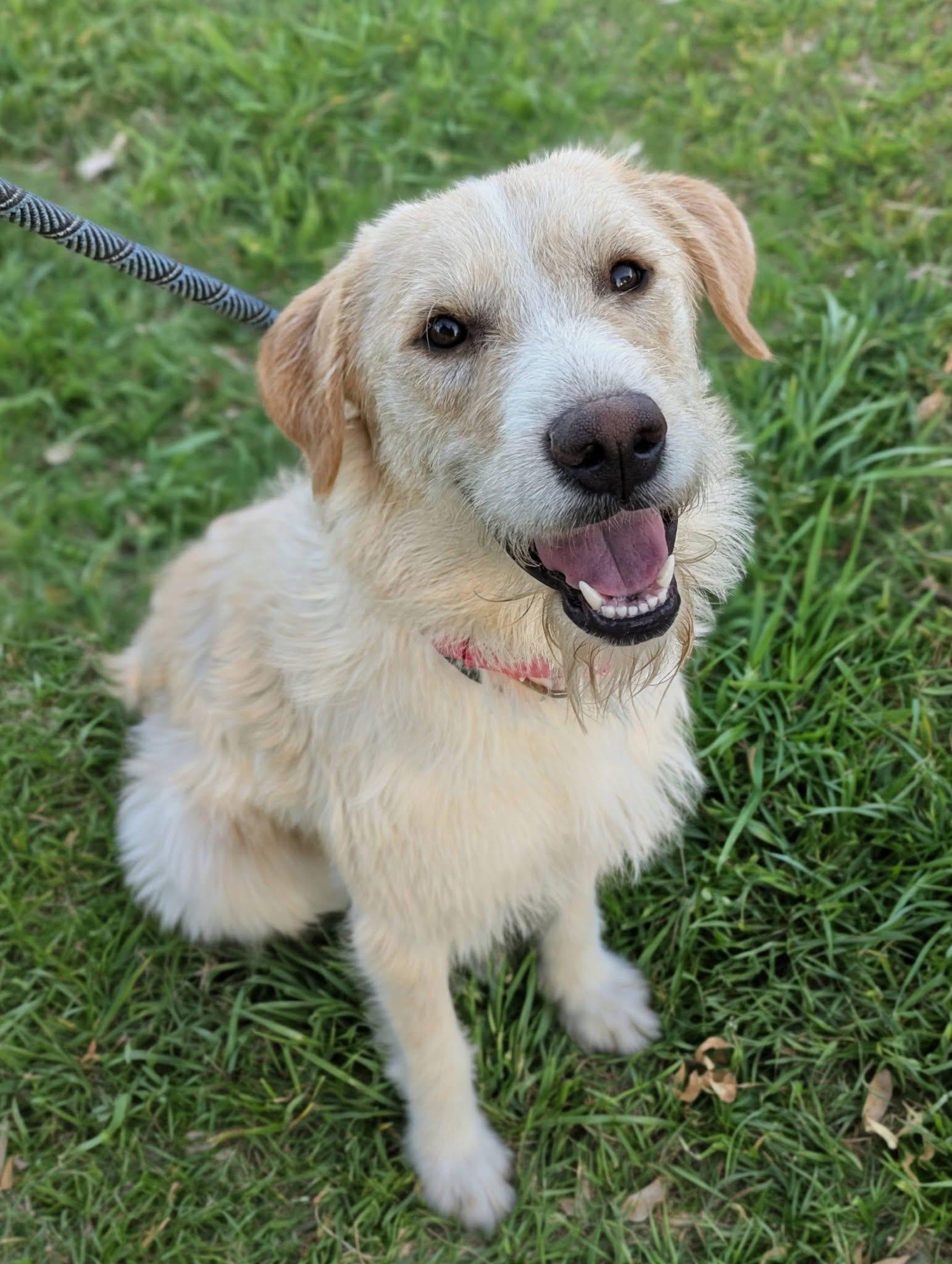 Magnolia , an adopted mixed breed in Mendham, NJ image 2/4