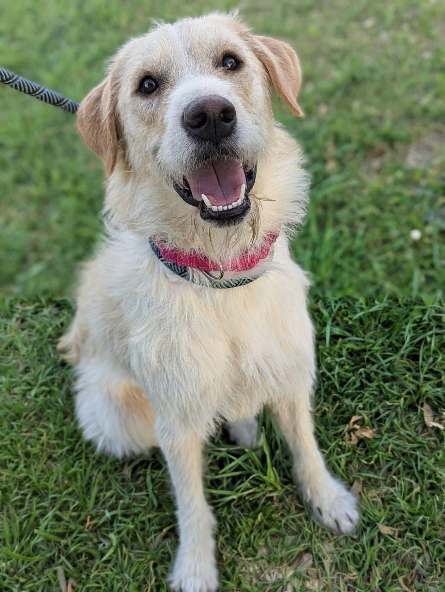 Magnolia , an adopted mixed breed in Mendham, NJ image 4/4