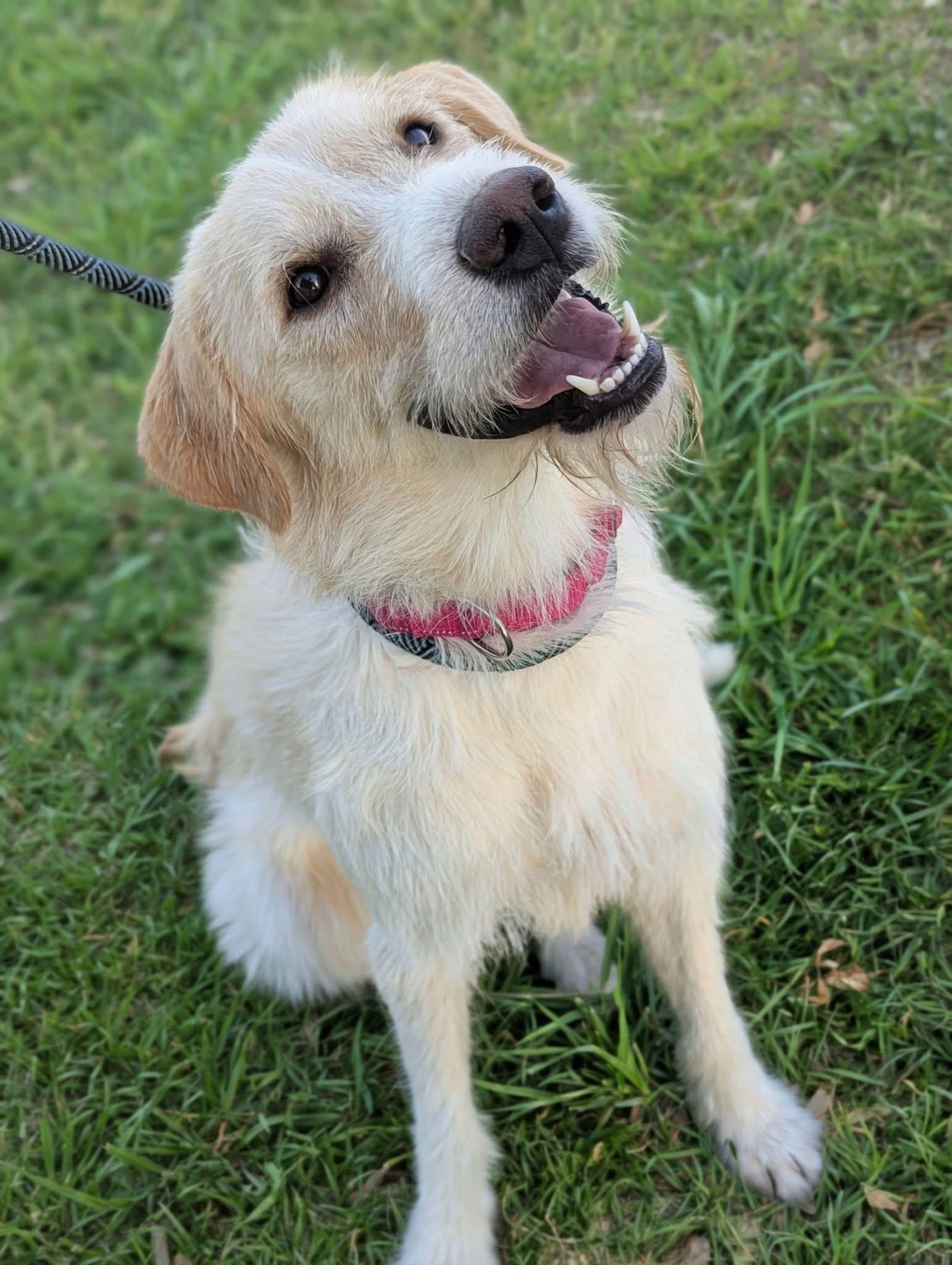 Magnolia , an adopted mixed breed in Mendham, NJ image 3/4