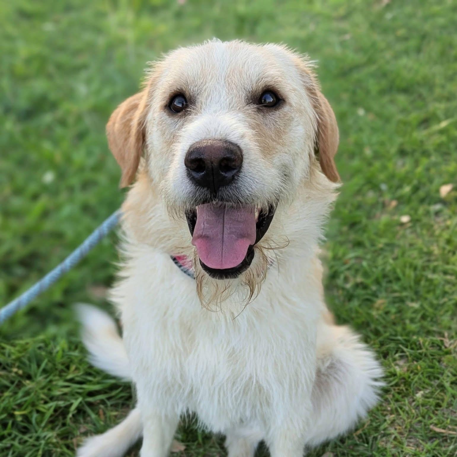 Magnolia , adopted, Adult Female Labradoodle.