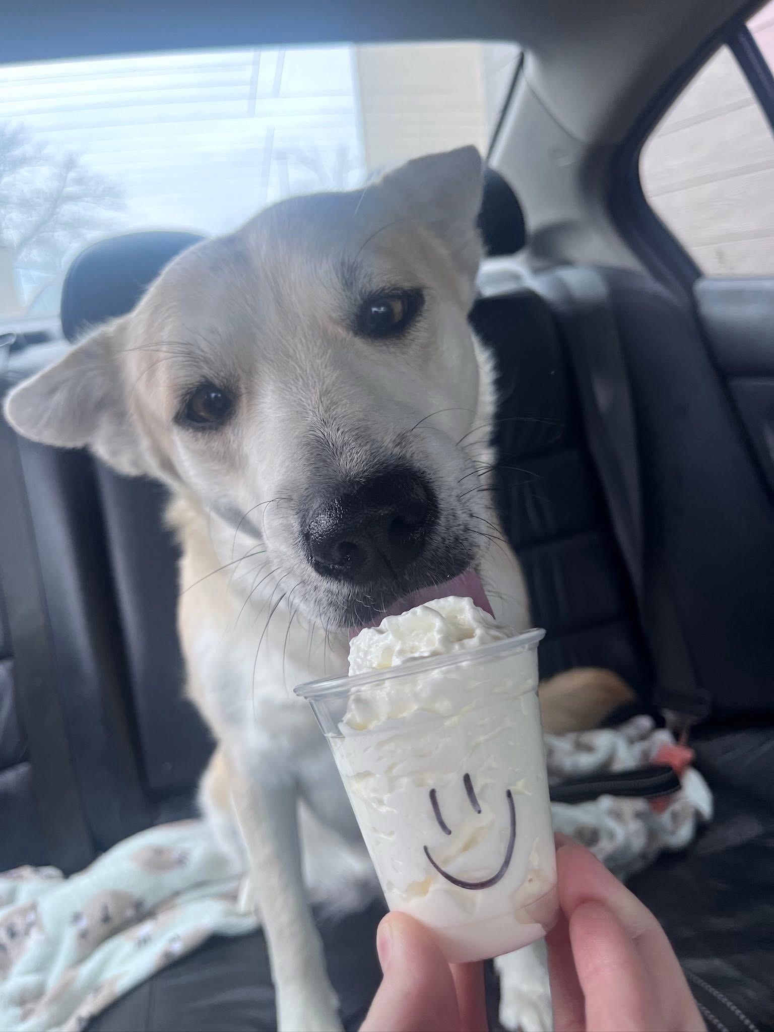 Kiki , a Adoptable mixed breed in Orland Park, IL image 4/6