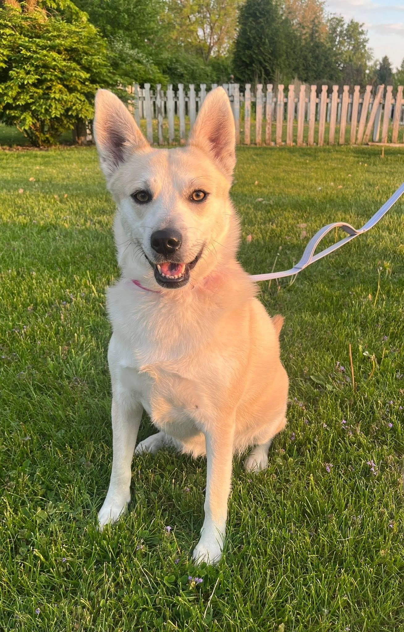 Kiki , a Adoptable mixed breed in Orland Park, IL image 2/6