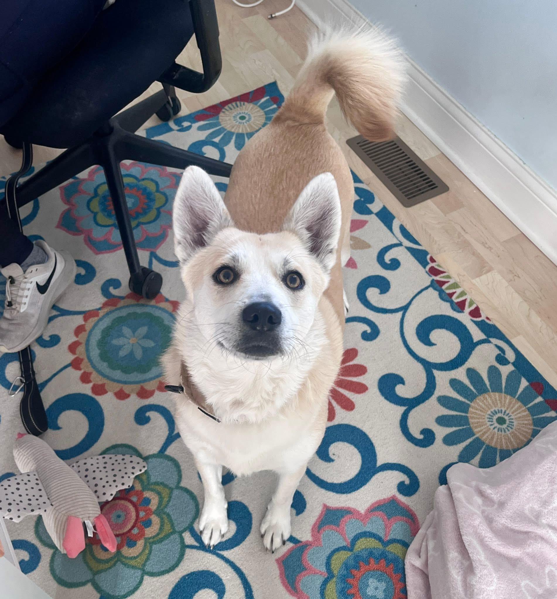 Kiki , a Adoptable mixed breed in Orland Park, IL image 3/6