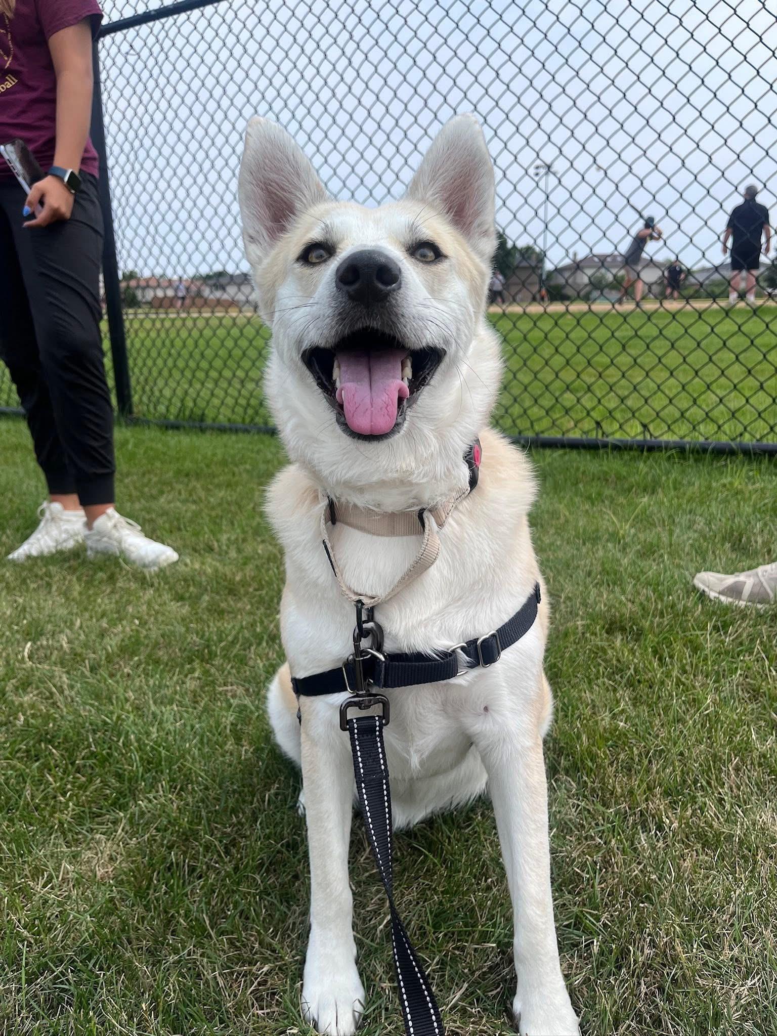 Kiki , a Adoptable mixed breed in Orland Park, IL image 6/6