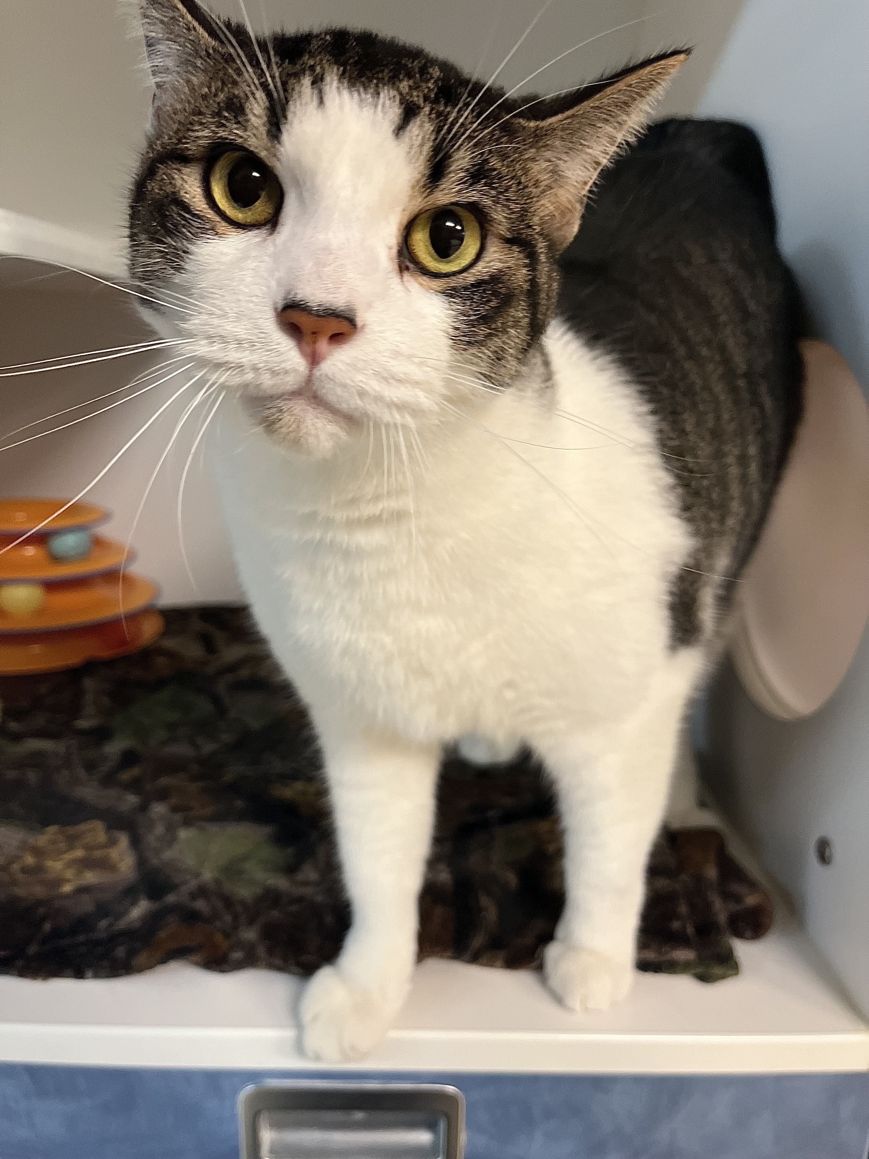 Enlarge Wilson, an adoptable Domestic Short Hair in Wooster, OH image 1/2