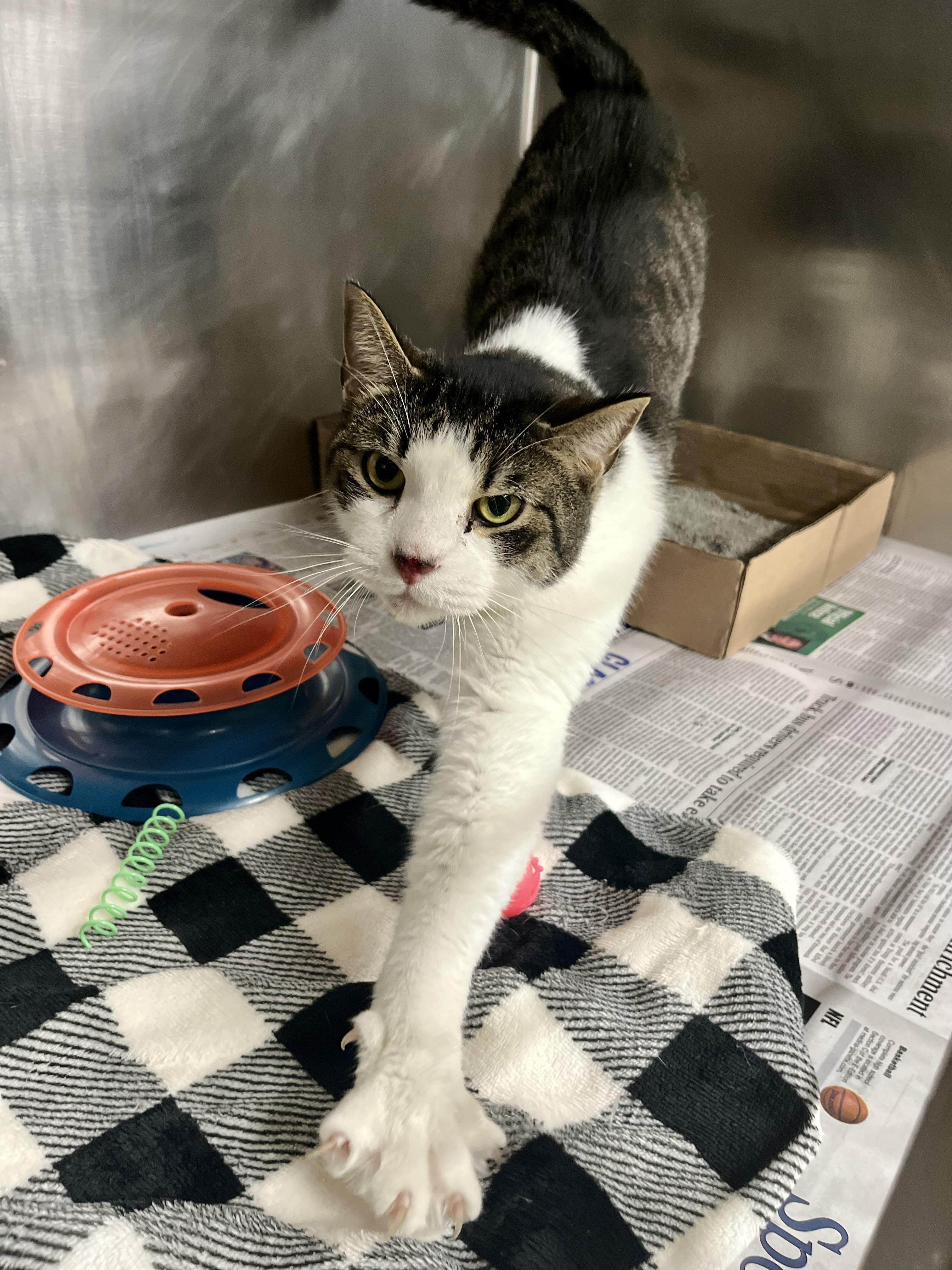 Wilson, adoptable, Adult Male Domestic Short Hair.