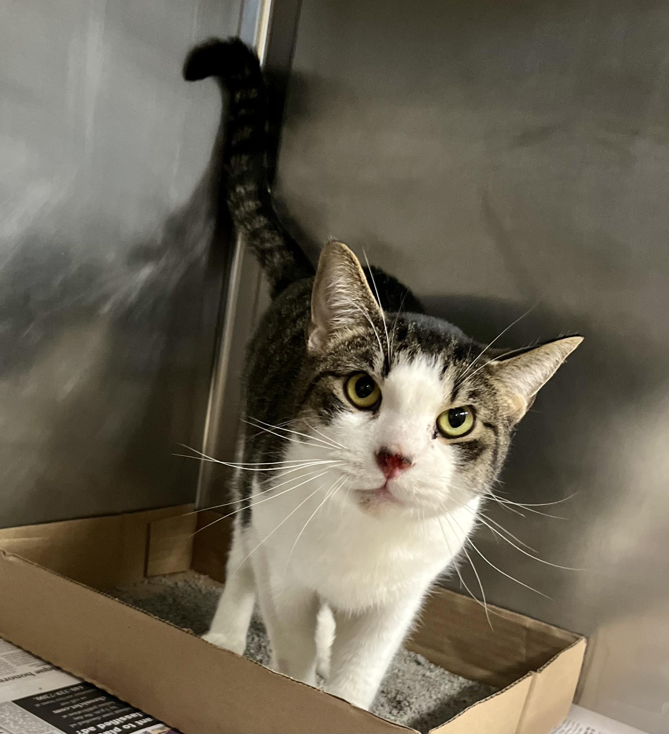 Wilson — thumbnail 3