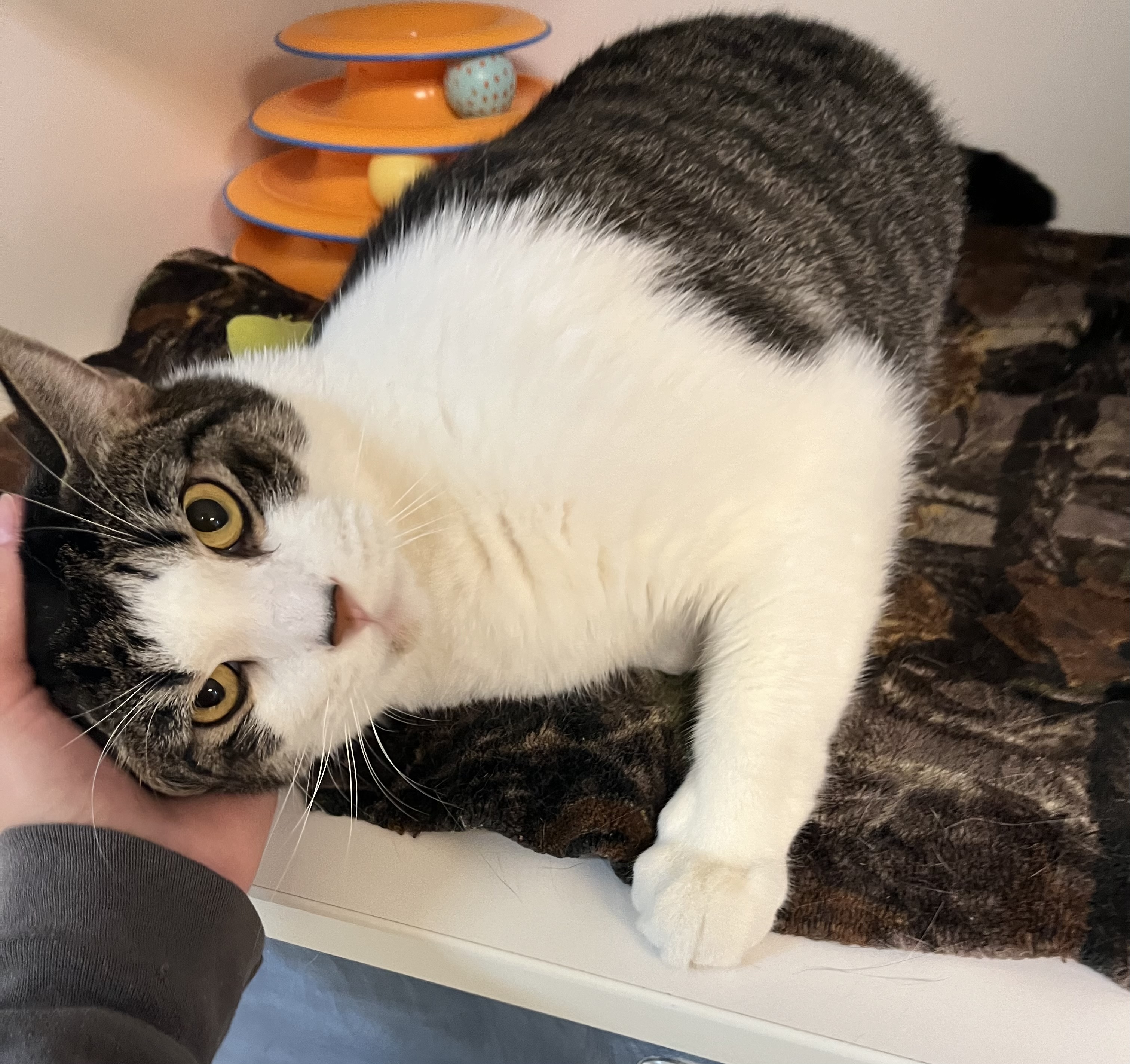 Enlarge Wilson, an adoptable Domestic Short Hair in Wooster, OH image 2/2