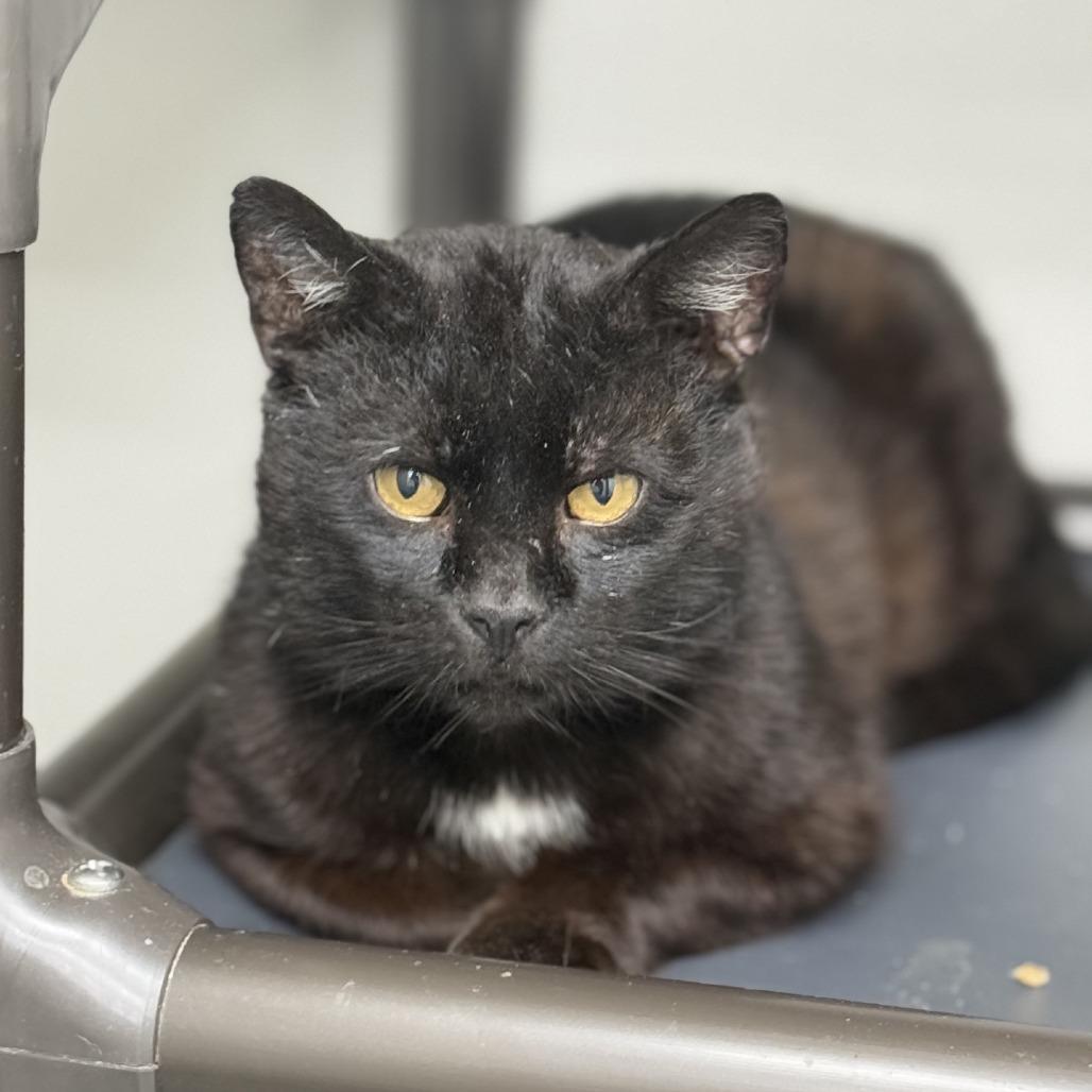Bob, Adoptable, Adult Male Domestic Short Hair.