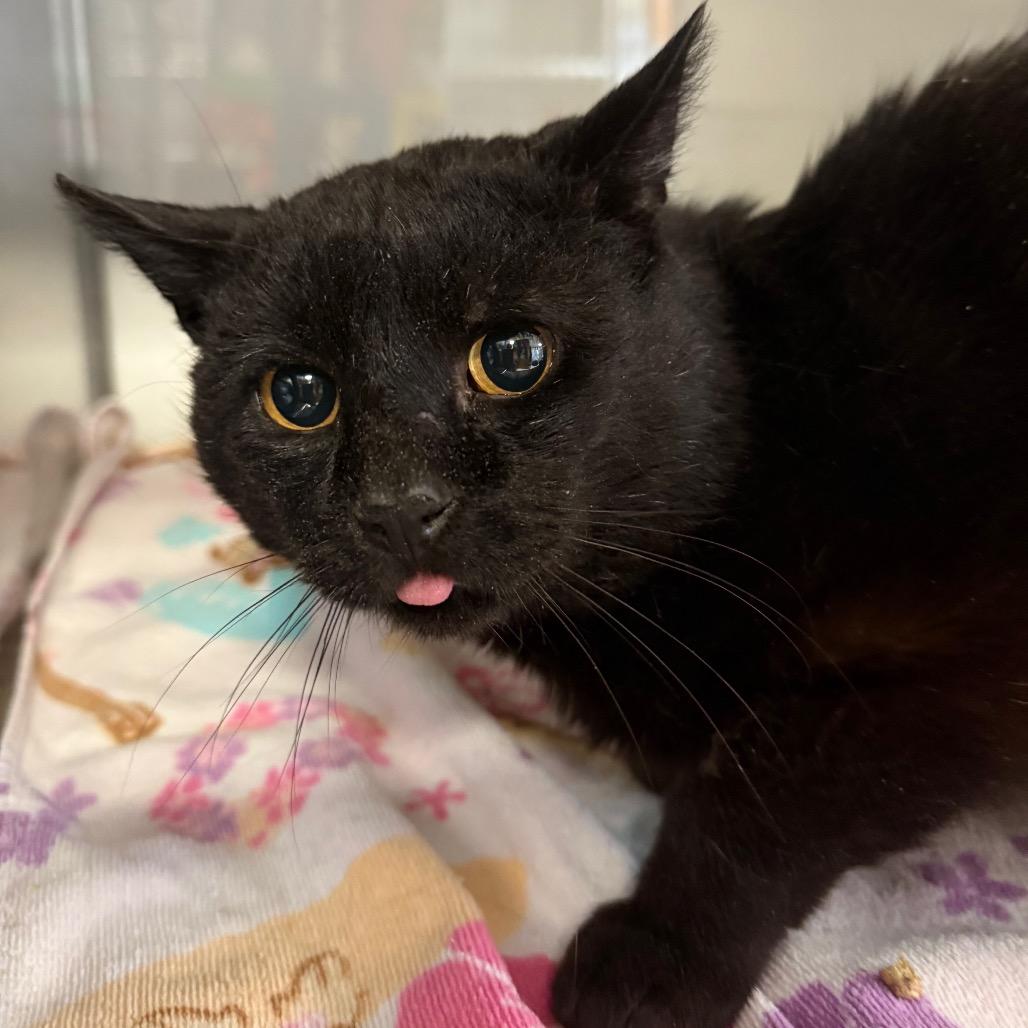 Bob, Adoptable, Adult Male Domestic Short Hair.