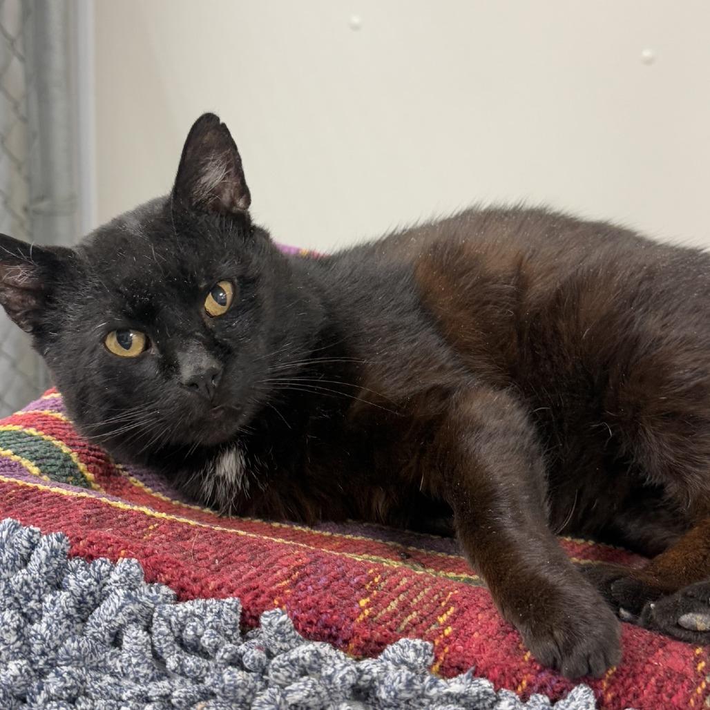 Enlarge Bob, a Adoptable Domestic Short Hair in Ridgely, MD image 3/6