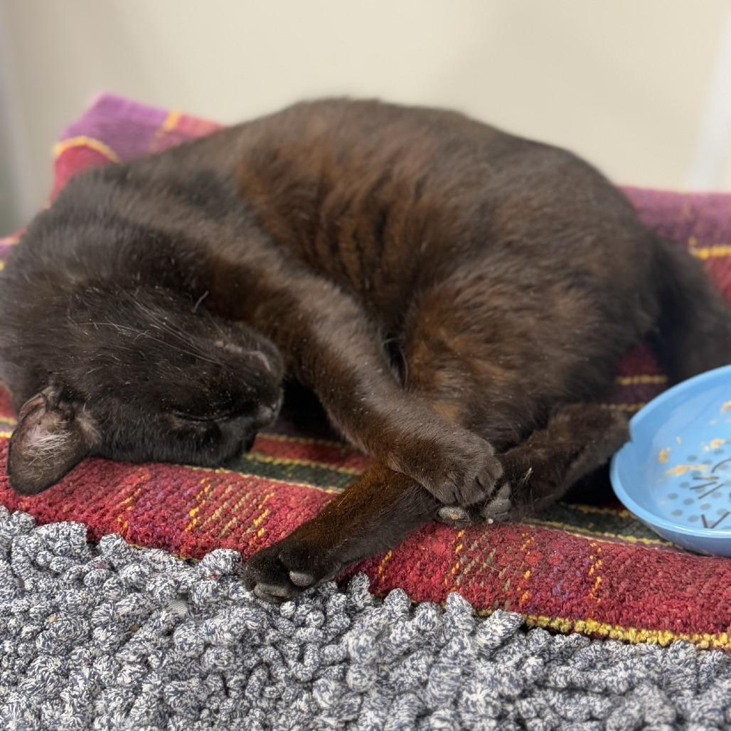 Enlarge Bob, a Adoptable Domestic Short Hair in Ridgely, MD image 4/6