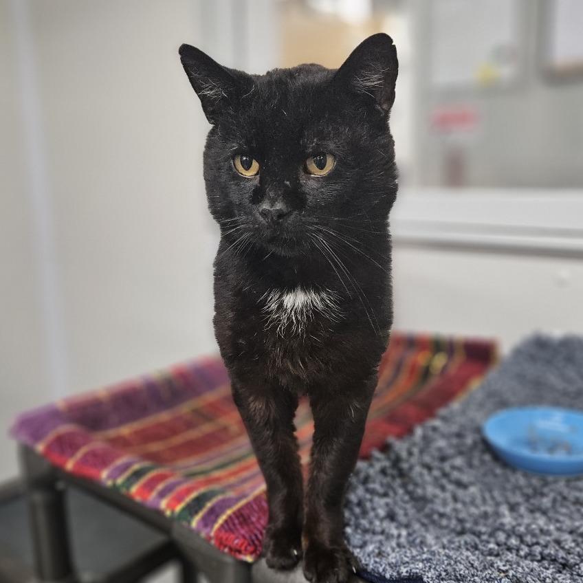 Enlarge Bob, a Adoptable Domestic Short Hair in Ridgely, MD image 5/6