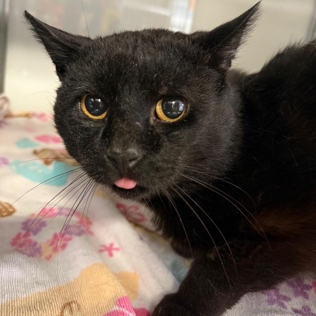 Enlarge Bob, a Adoptable Domestic Short Hair in Ridgely, MD image 2/2