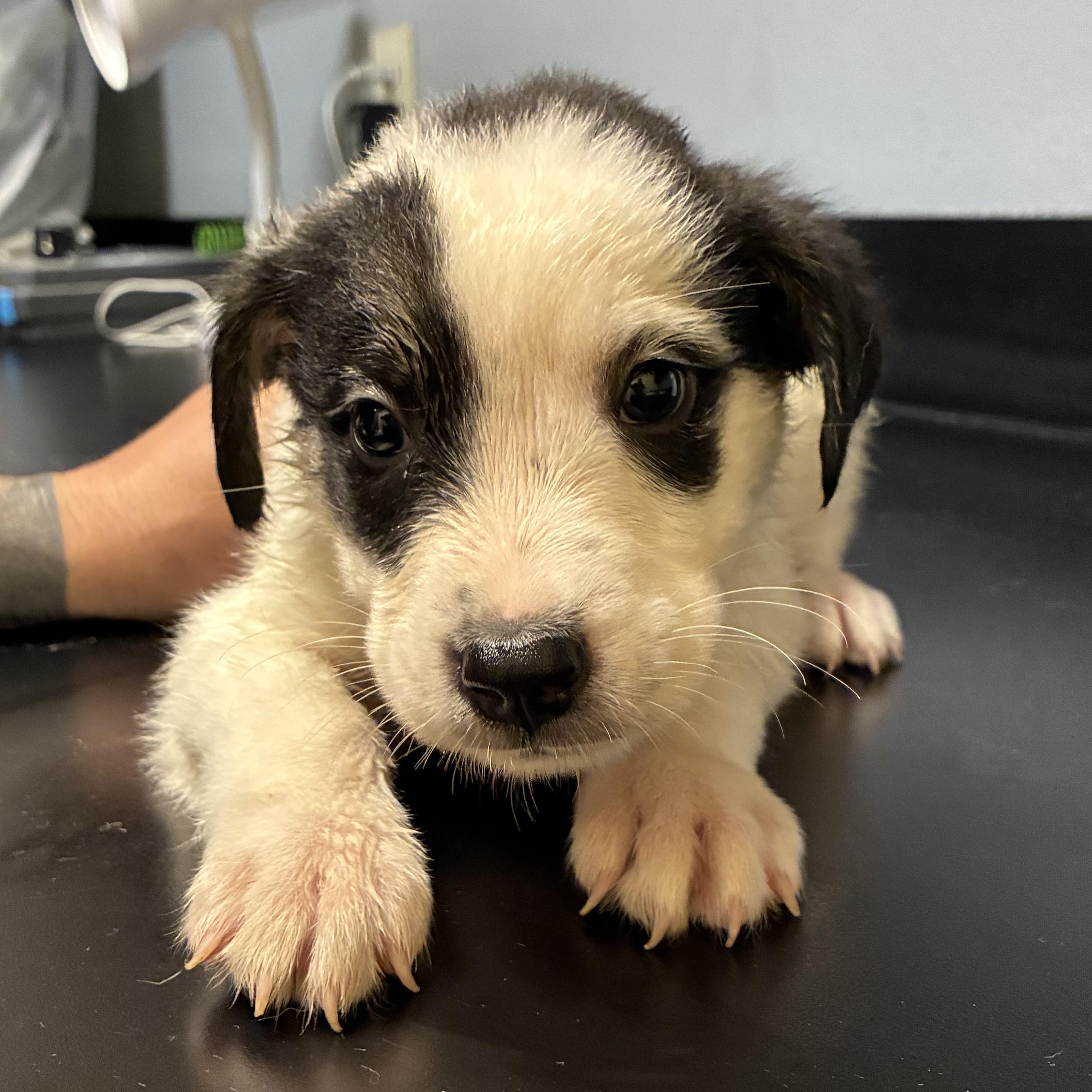 Charmer, a ADOPTABLE mixed breed in ALPINE, TX image 2/2