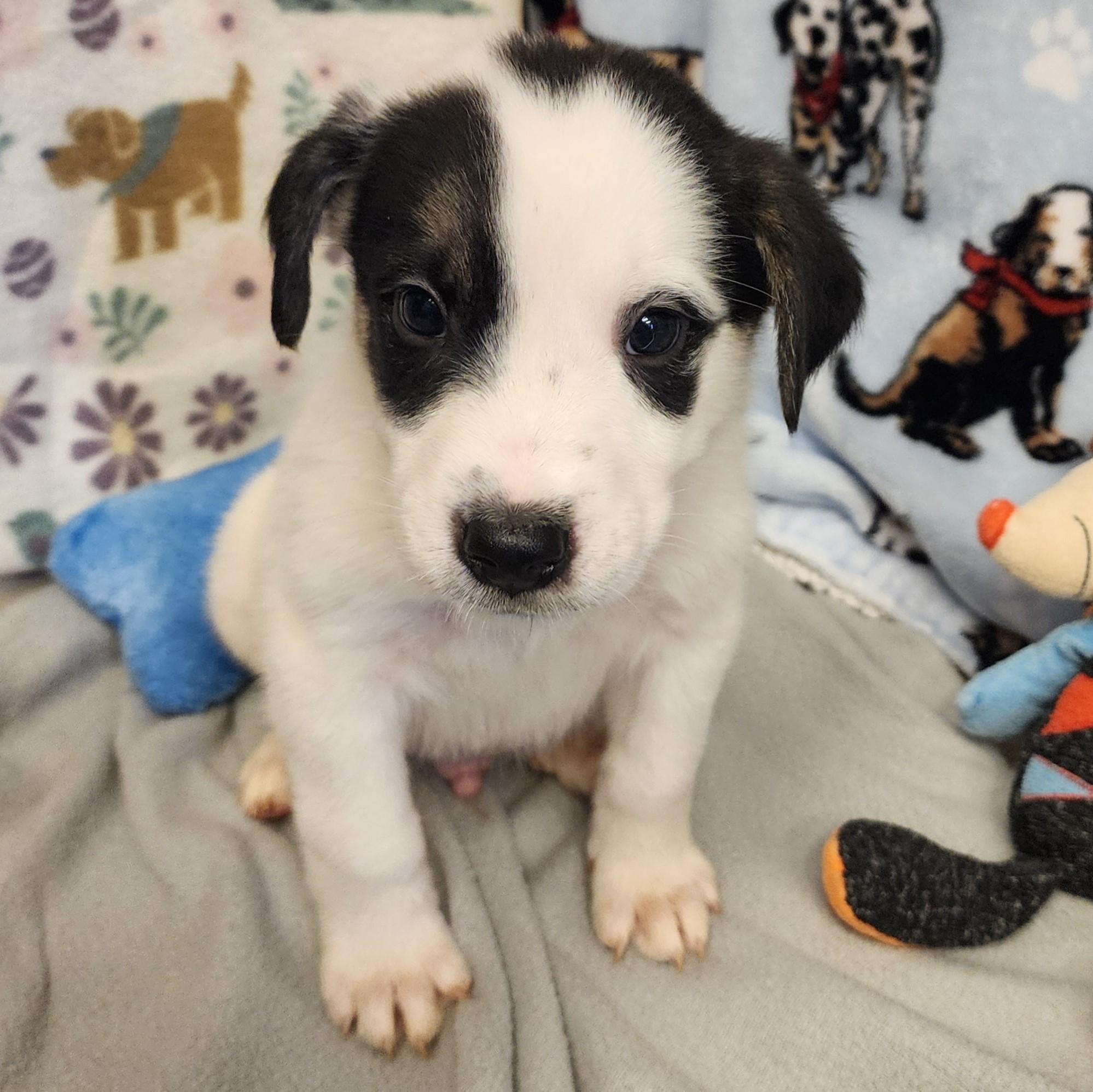 Charmer, a ADOPTABLE mixed breed in ALPINE, TX image 1/2