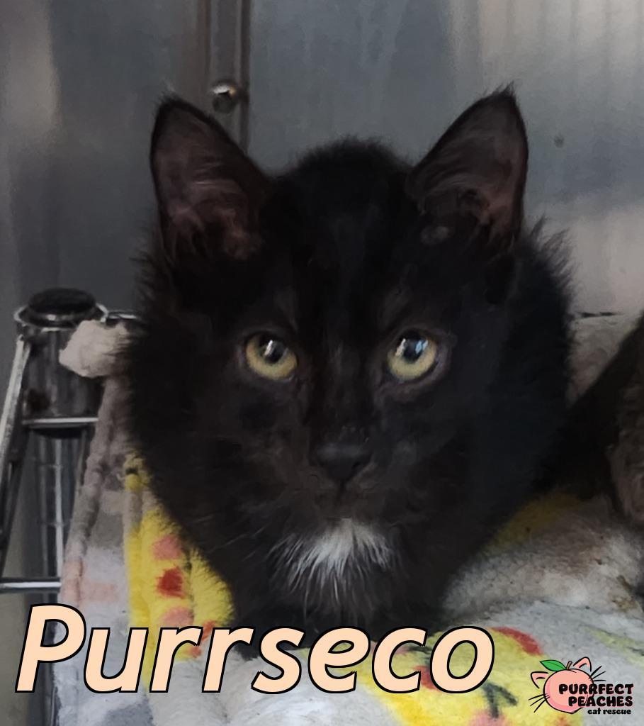 Purrseco, Adoptable, Kitten Female Domestic Short Hair.