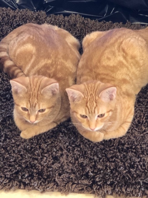 Enlarge CHEETO, a Adoptable mixed breed in Owensboro, KY image 1/12