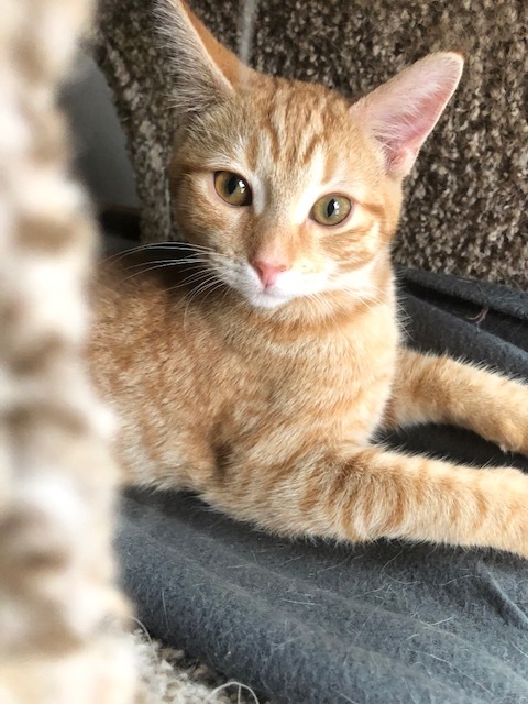 Enlarge CHEETO, a Adoptable mixed breed in Owensboro, KY image 2/12