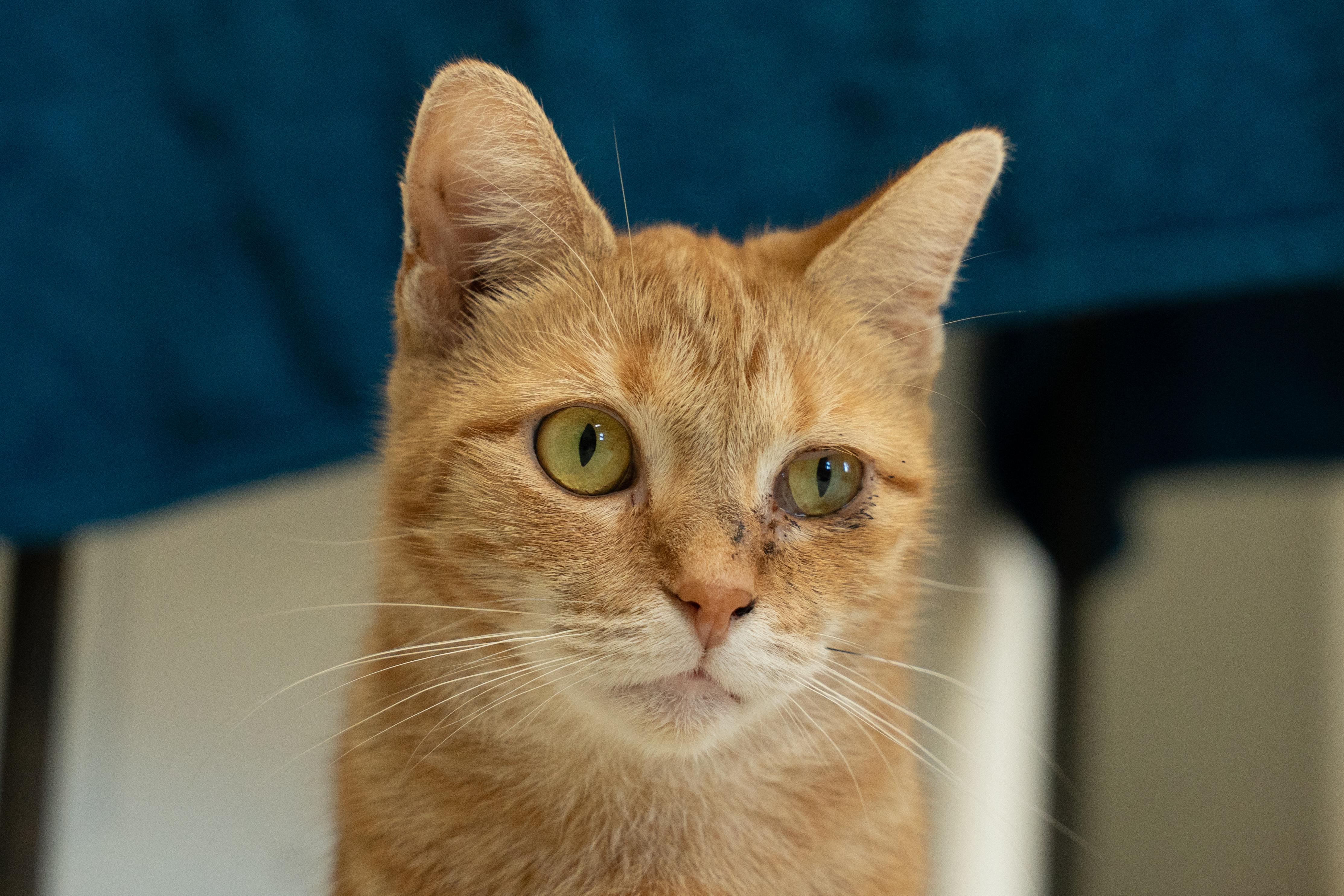 Enlarge CHEETO, a Adoptable mixed breed in Owensboro, KY image 3/6