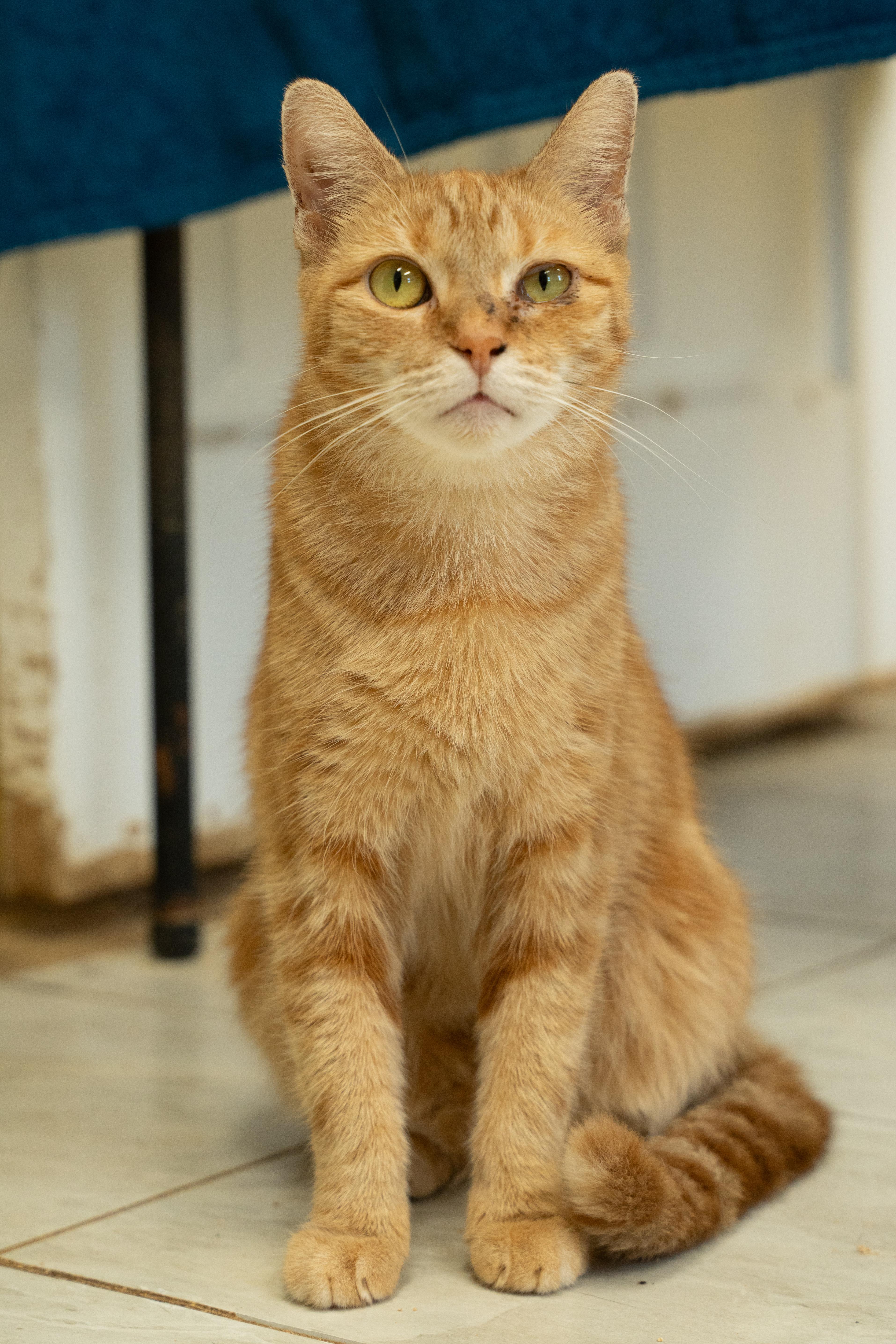 Enlarge CHEETO, a Adoptable mixed breed in Owensboro, KY image 1/6
