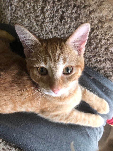 Enlarge CHEETO, a Adoptable mixed breed in Owensboro, KY image 3/12