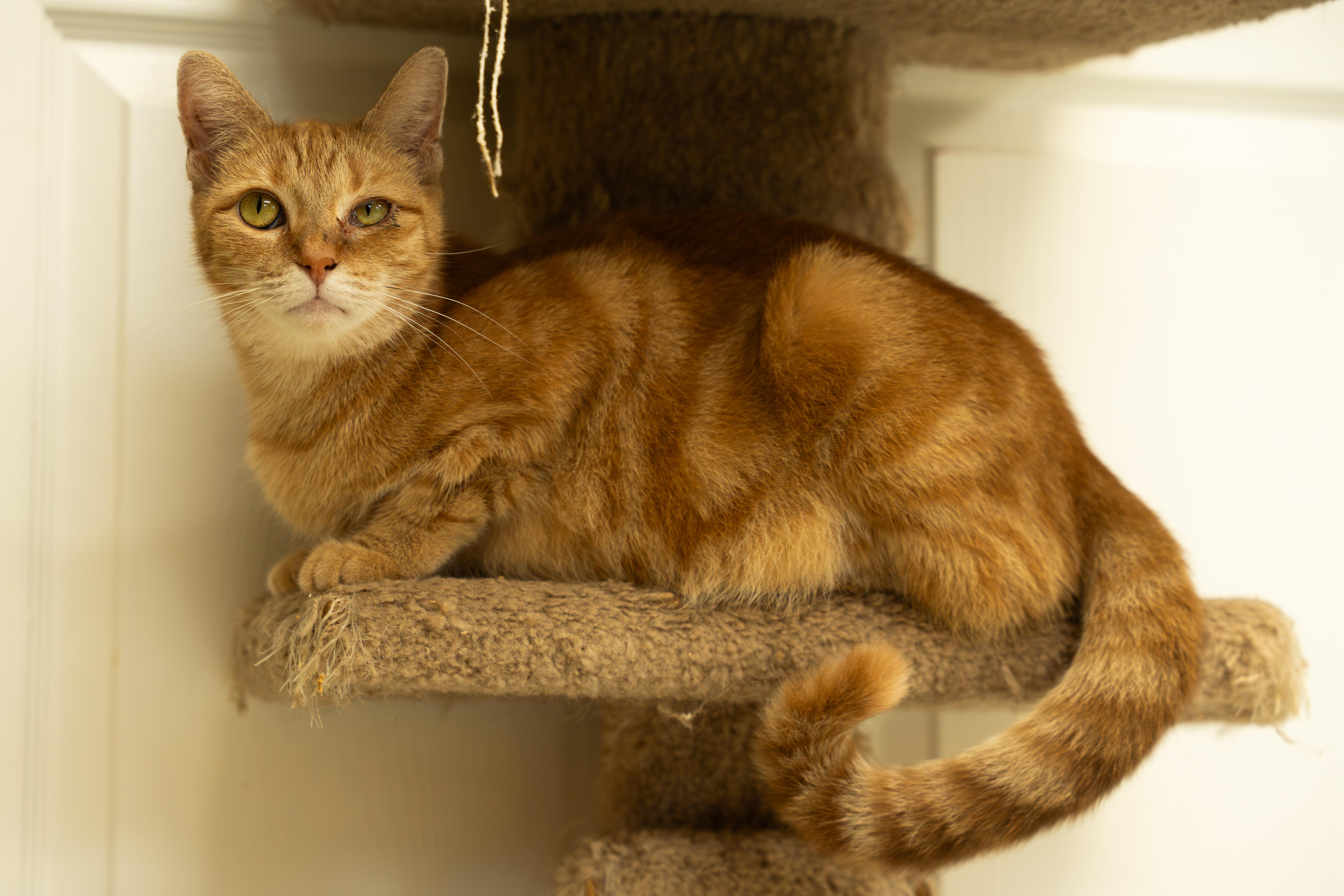 Enlarge CHEETO, a Adoptable mixed breed in Owensboro, KY image 4/6