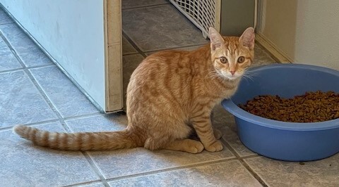 Enlarge CHEETO, a Adoptable mixed breed in Owensboro, KY image 4/12