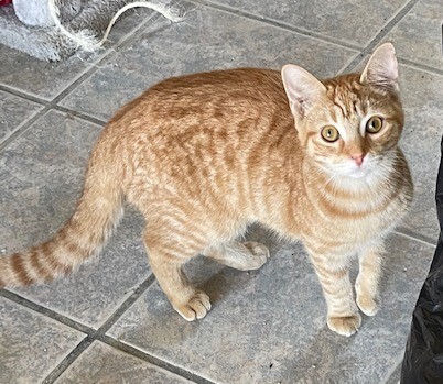 CHEETO, Young Female Tabby