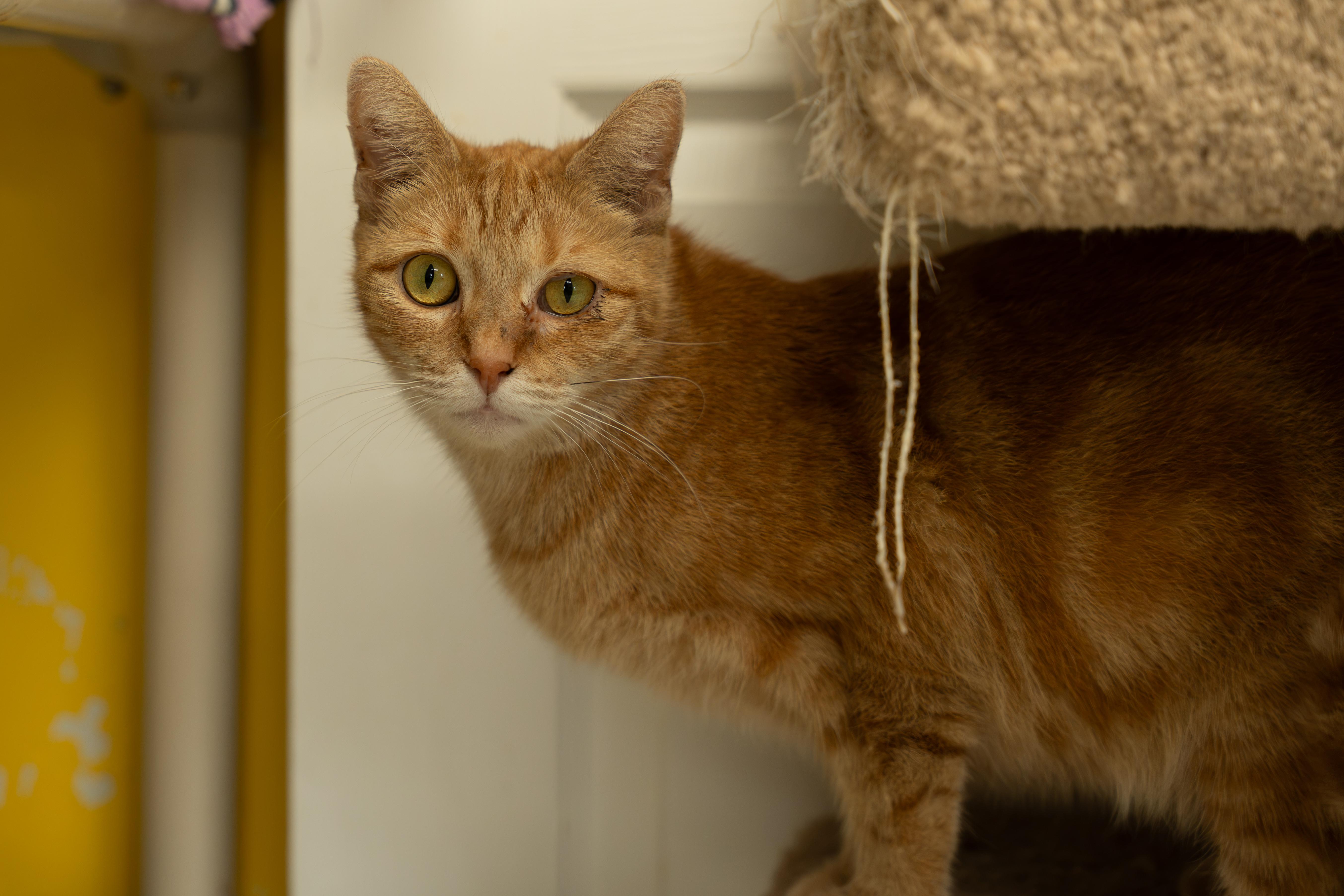 Enlarge CHEETO, a Adoptable mixed breed in Owensboro, KY image 6/6