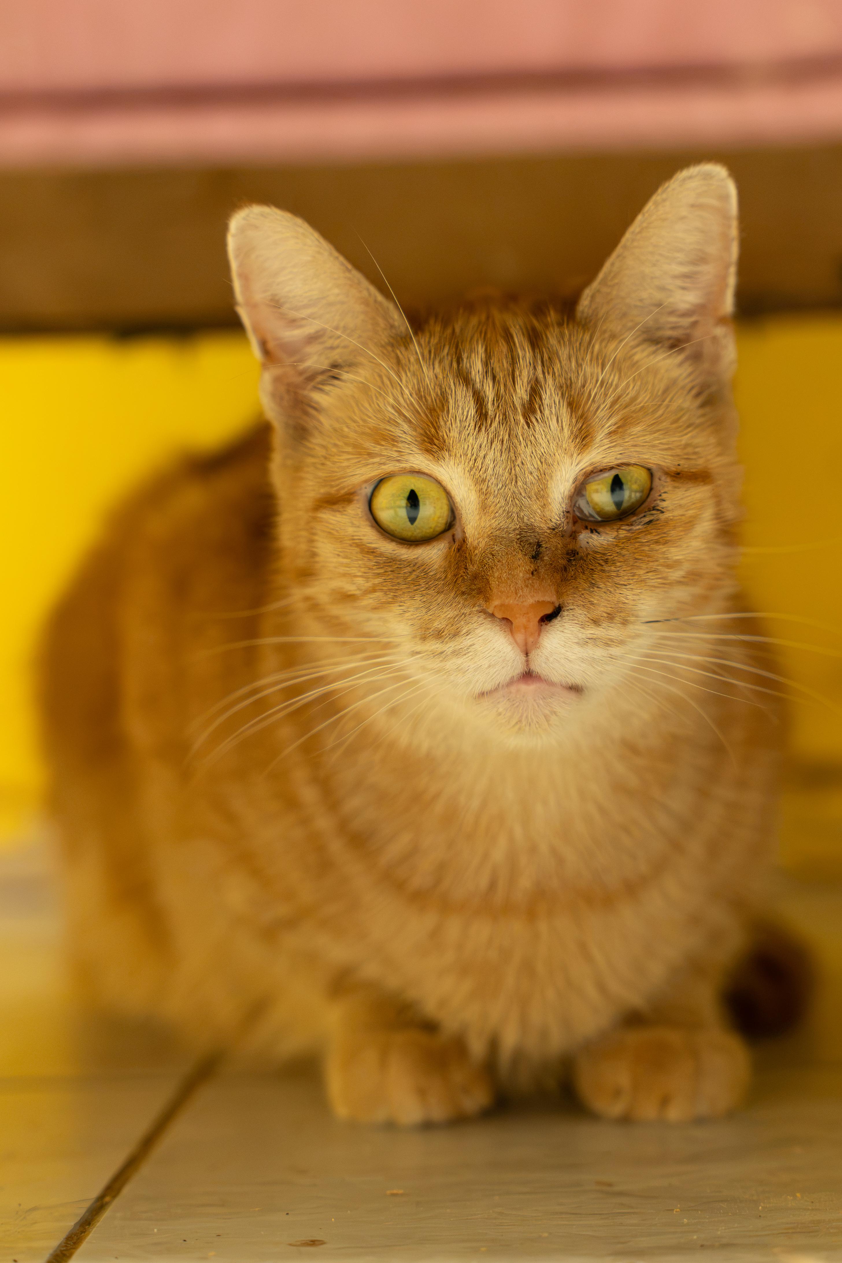 Enlarge CHEETO, a Adoptable mixed breed in Owensboro, KY image 5/6