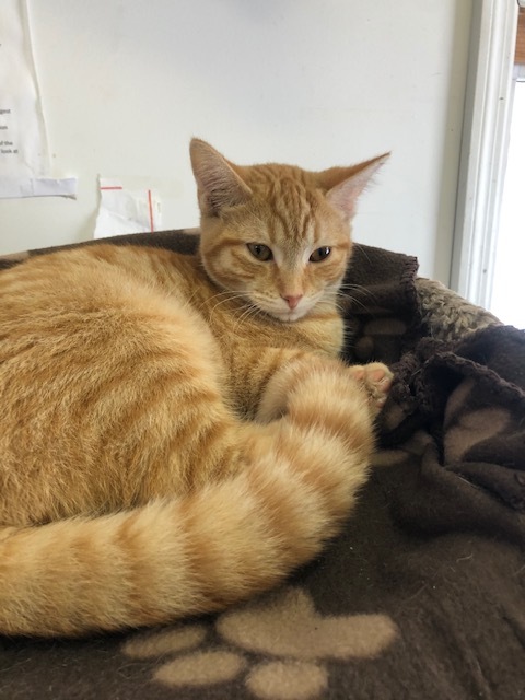 Enlarge CHEETO, a Adoptable mixed breed in Owensboro, KY image 6/12