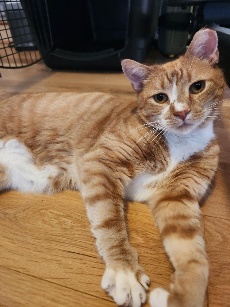 Enlarge Salty, a Adoptable Domestic Short Hair in Alexandria, VA image 1/1