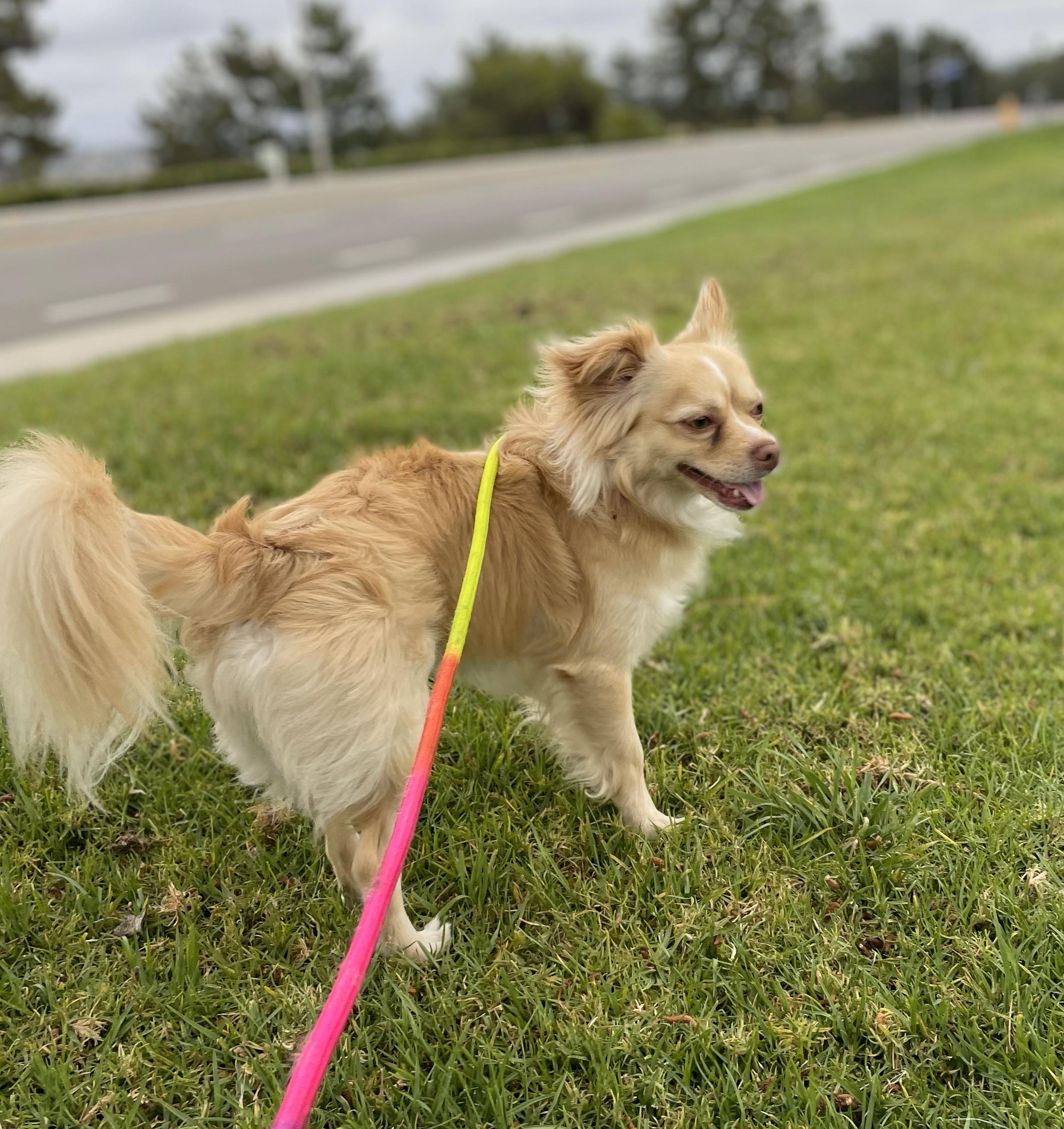 Enlarge Milo, a Adoptable mixed breed in Lake Forest, CA image 4/5