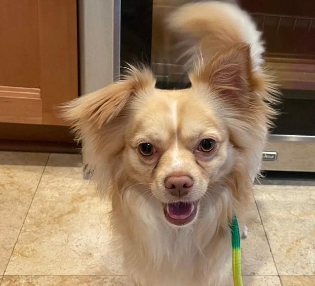 Enlarge Milo, a Adoptable mixed breed in Lake Forest, CA image 2/5