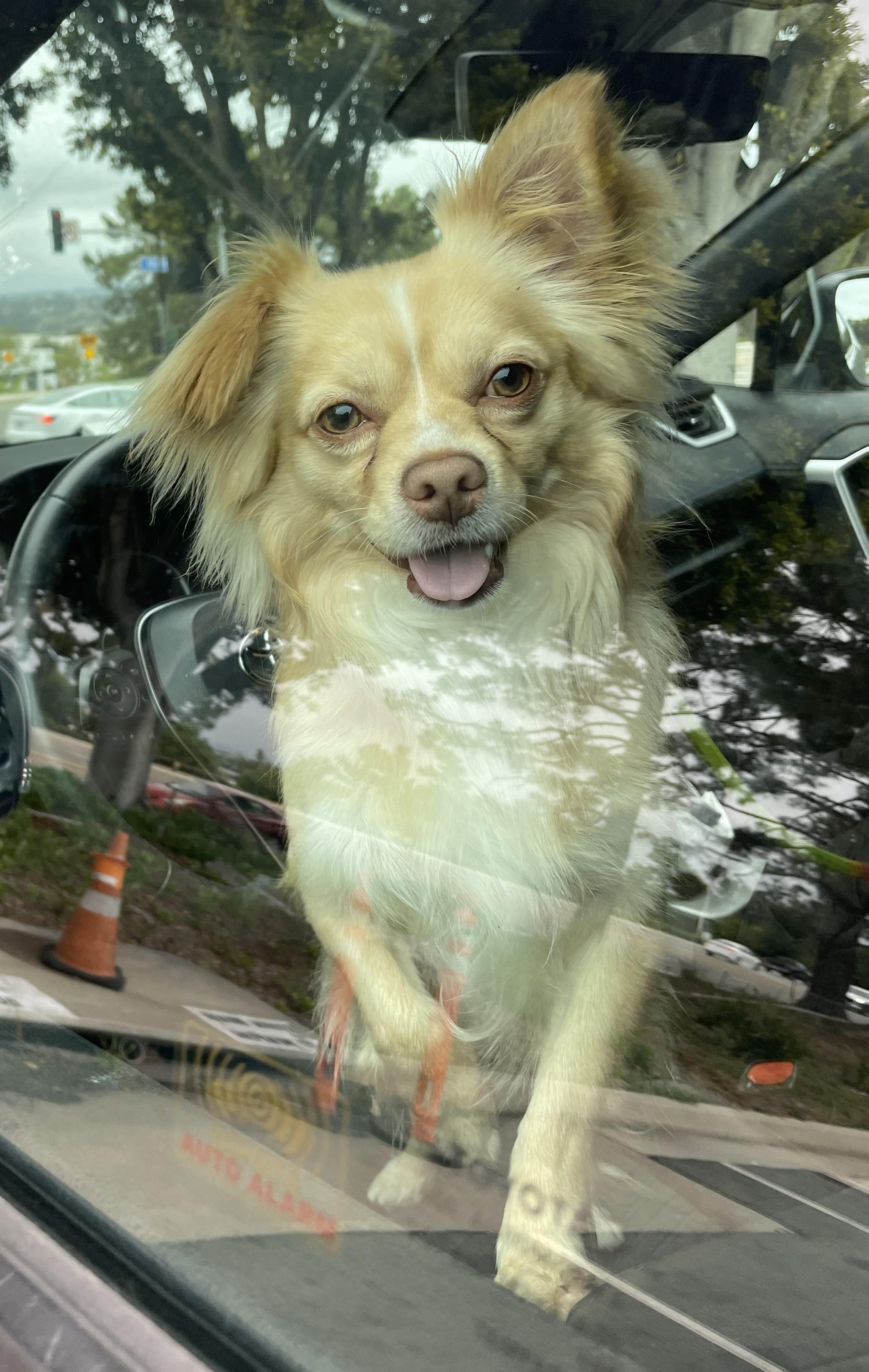 Enlarge Milo, a Adoptable mixed breed in Lake Forest, CA image 3/5