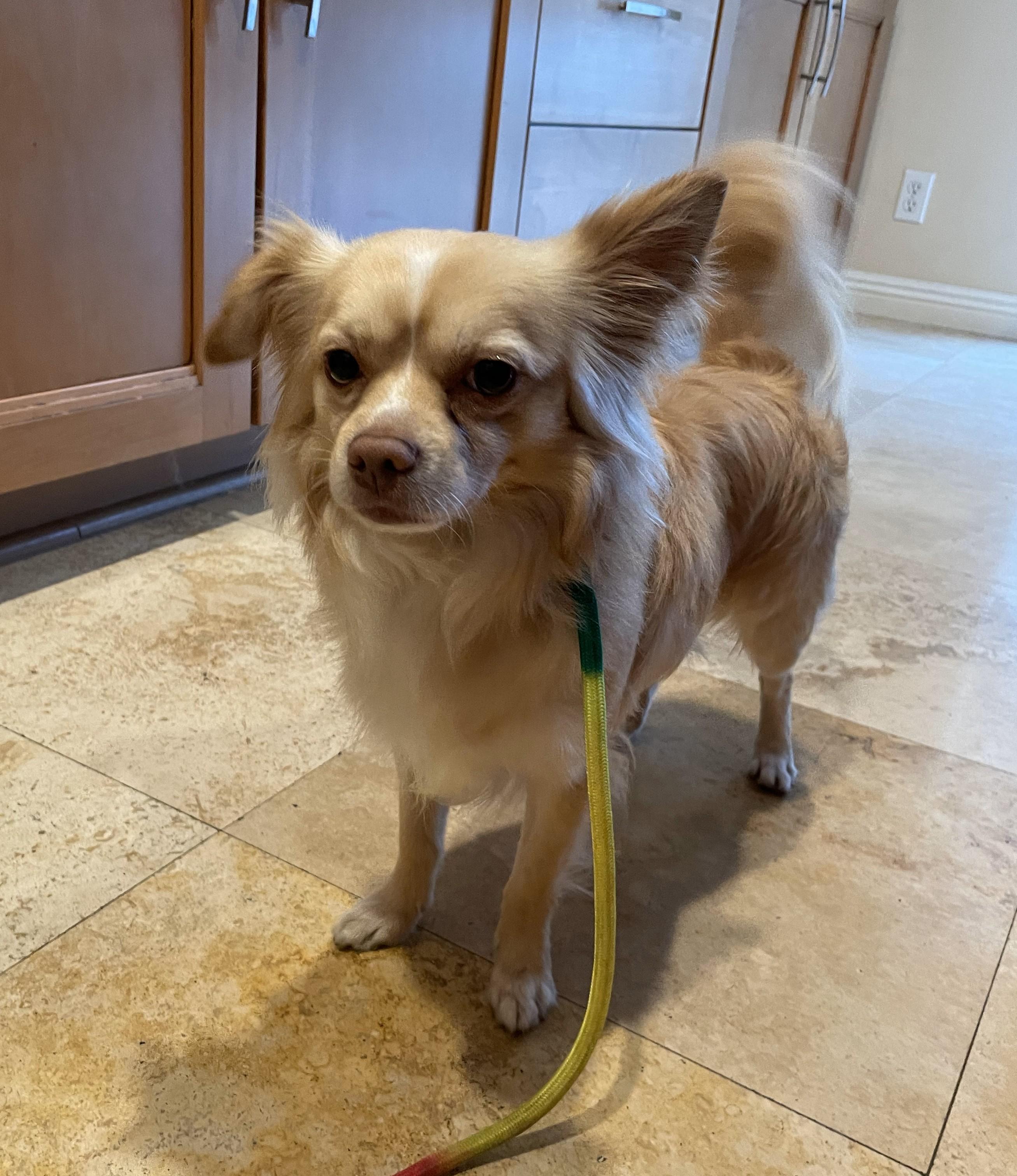 Milo, Adoptable, Young Male Pomeranian & Chihuahua.
