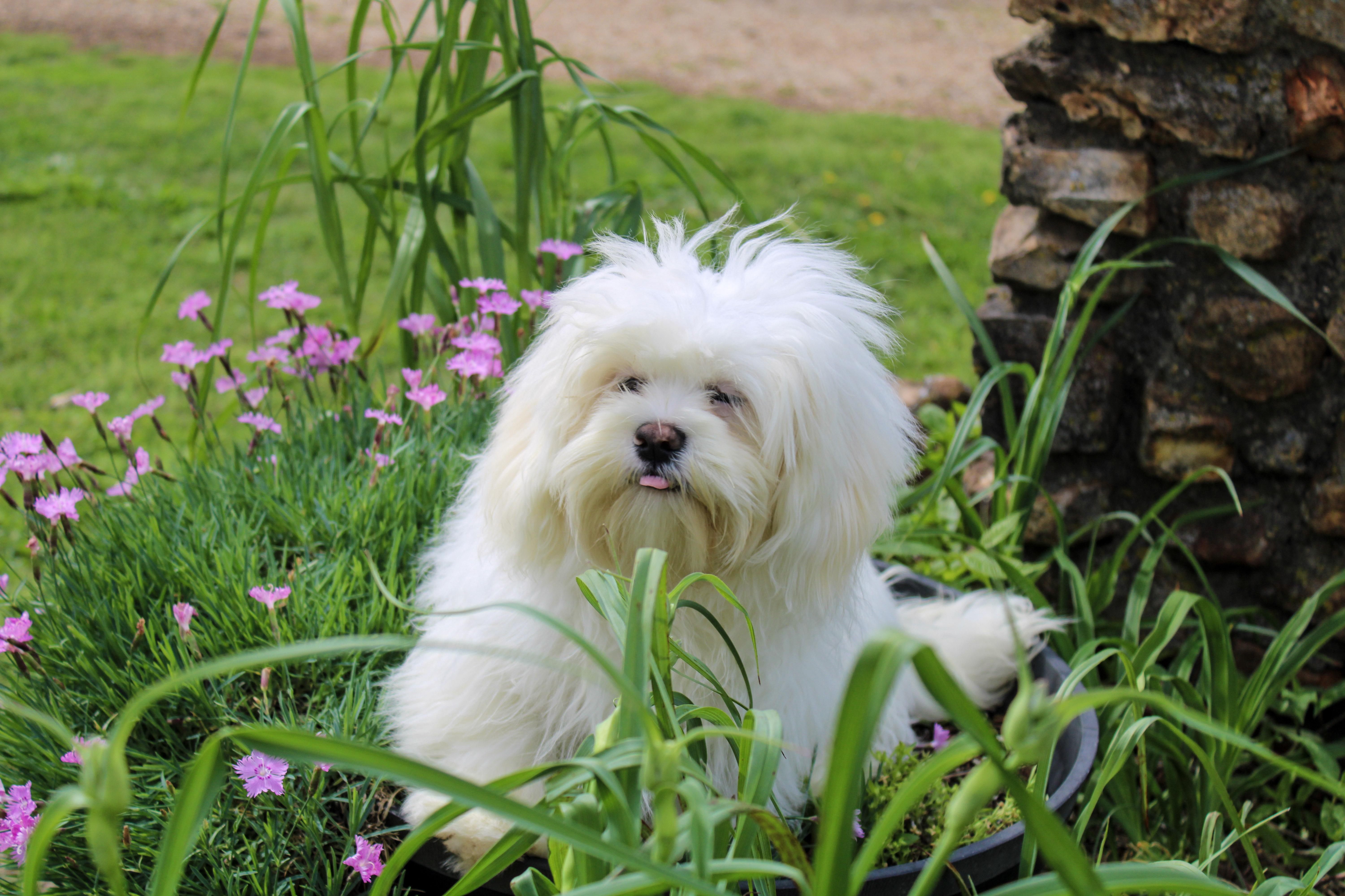 Angel, ADOPTABLE, Young Female Lhasa Apso.