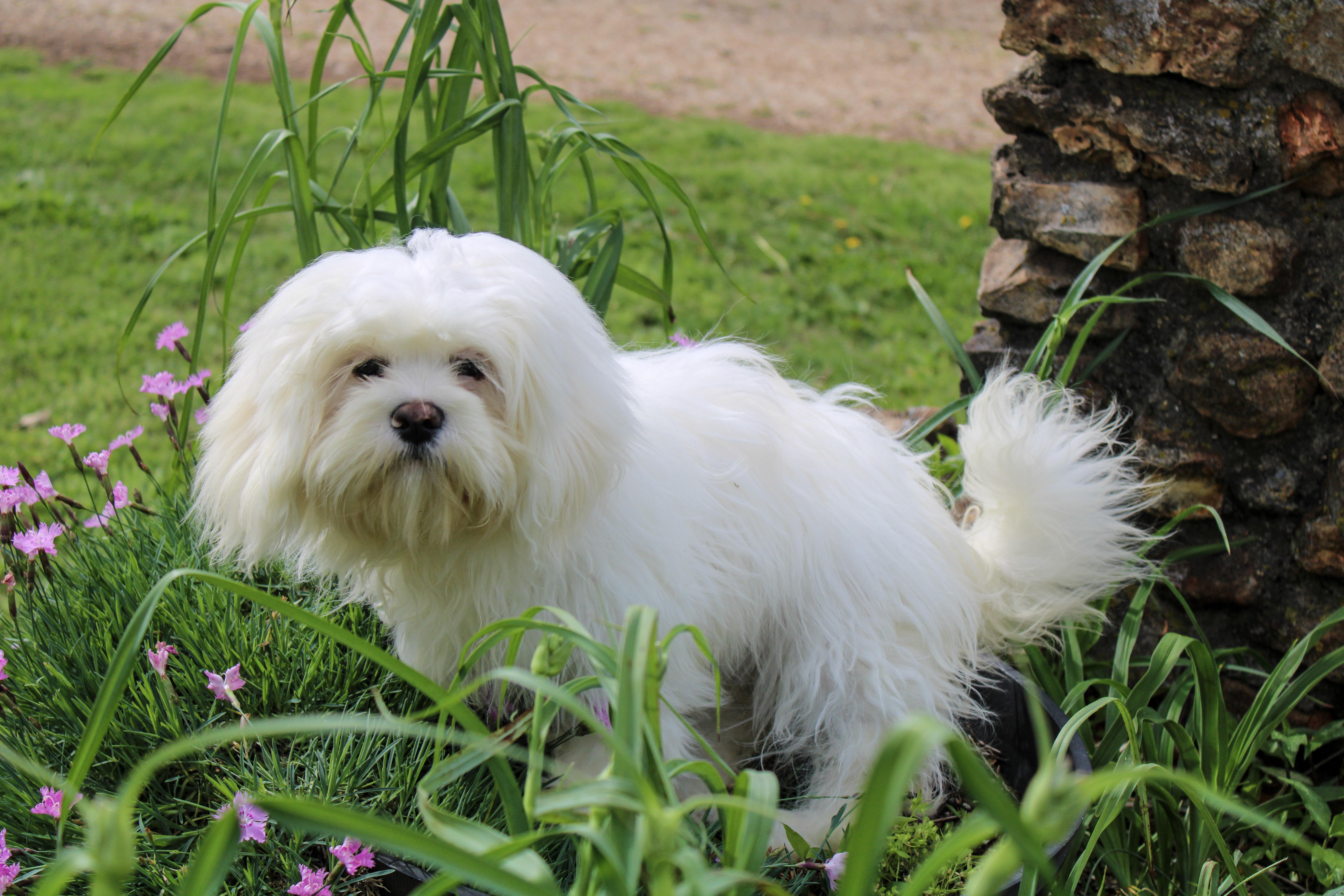 Angel, a ADOPTABLE Lhasa Apso in Neosho, MO image 2/2
