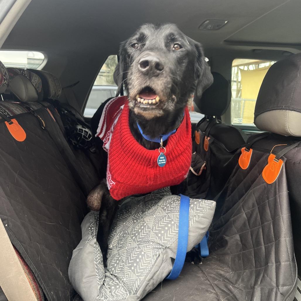 Eugene, Adoptable, Senior Male Black Labrador Retriever.
