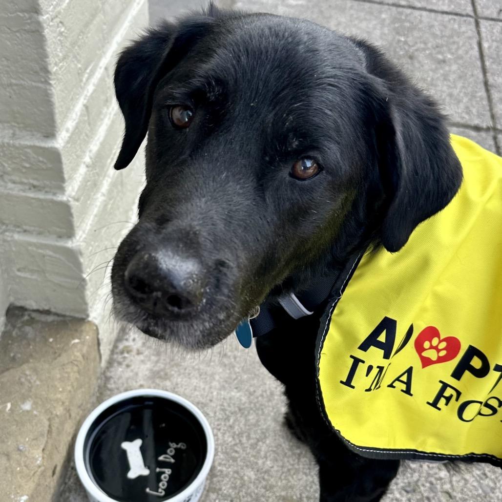 Eugene, a Adoptable mixed breed in Ashland, OR image 2/6