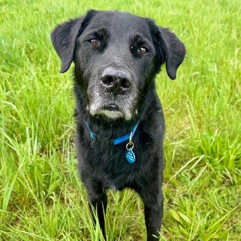 Enlarge Eugene, a Adoptable mixed breed in Ashland, OR image 1/6