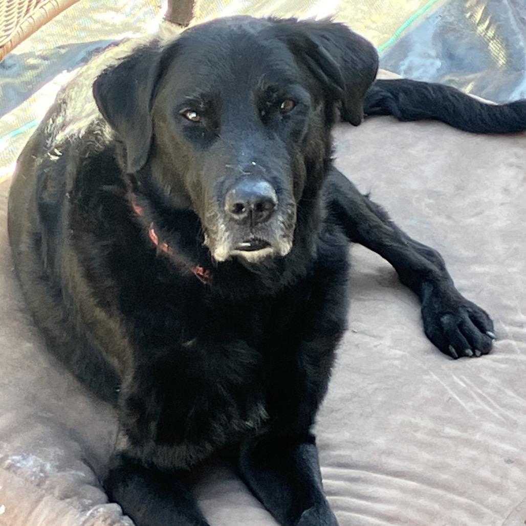 Enlarge Eugene, a Adoptable mixed breed in Ashland, OR image 3/6